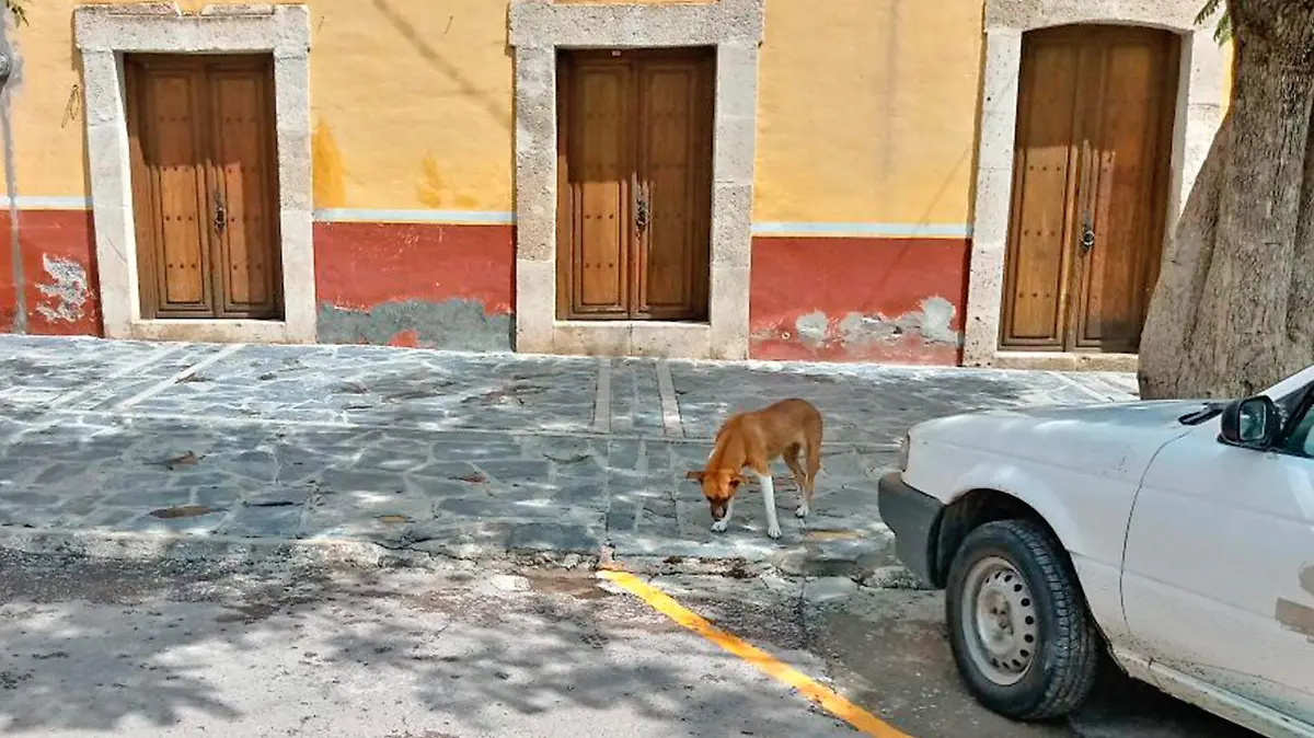 colecta para perros